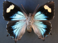 Adult Female Upper of Southern Purple Azure - Ogyris genoveva